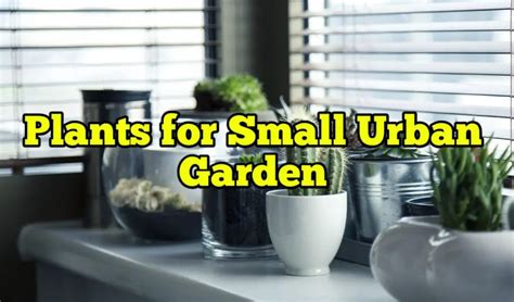 Plants for Small Urban Garden – Rockets Garden