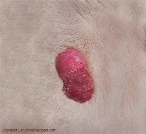 Red Alert: 9 Types of Red Lumps on Dogs [With Pictures]