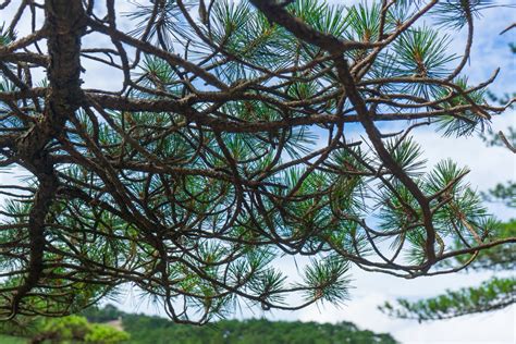 Close Up Of Pine Trees On Huangshan Mountain Background, Huangshan, Guest Greeting Pine, Tough ...