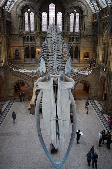 Natural History Museum Interior with Suspended Whale Skeleton · Free Stock Photo