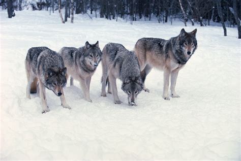 Wolves Hunting : No Wolf Hunting In Minnesota Gohunt - emo-jingbao