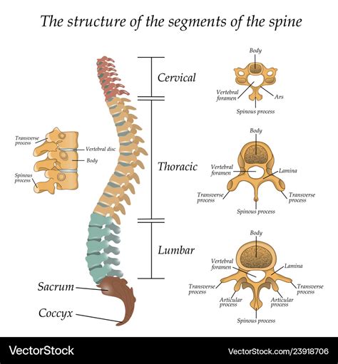 Diagram of a human spine in front and side Vector Image