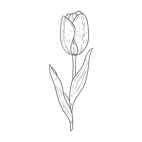 Tulip hand drawn outline drawing.Black and white image.Stylized image ...