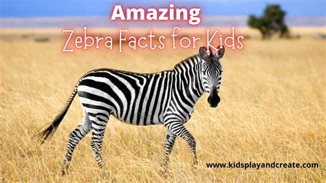 Discover Amazing Zebra Secrets: Fun Facts for Kids and Freebies - Kids Play and Create