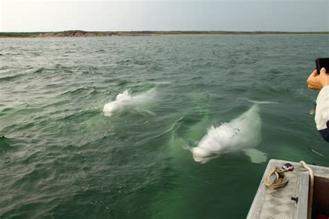 4 Ways to go Beluga Whale Watching in Churchill, Manitoba | Skyscanner Canada