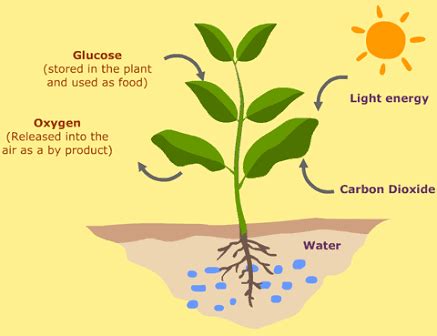 Fascinating Facts About Photosynthesis of Non Green Plants | Blog.Nurserylive.com | gardening in ...