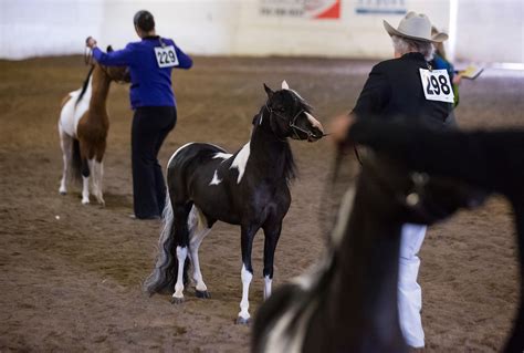 Photos: Miniature horses | Seattle Refined