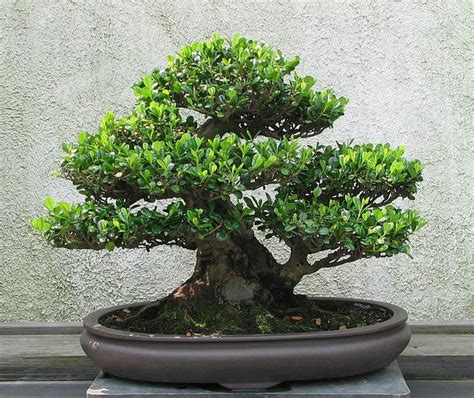 Teknik Budidaya Tanaman Bonsai - Garnesia.com