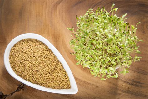 Alfalfa Sprouts Benefits And How To Grow Axe, 43% OFF