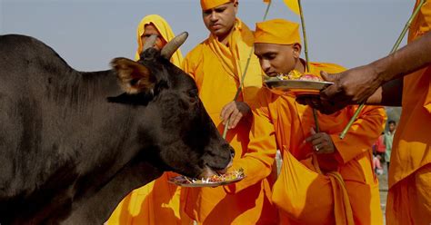 What makes the cow sacred to Hindus? - Deseret News