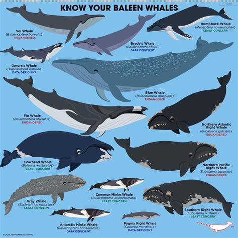 Pin by Dorien Claes on Taxonomy | Baleen whales, Fun facts about animals, Marine animals