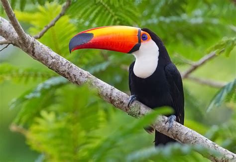 Toco toucan, Animals, Weird animals