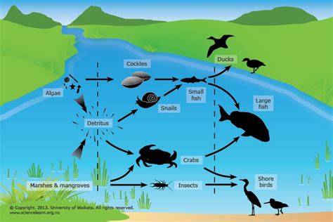 Life in the estuary | Food web, Wetlands activities, Ecosystems projects