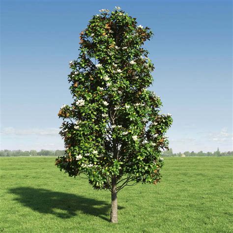 Planting and Growing a Southern Magnolia Tree - StumpBustersLLC