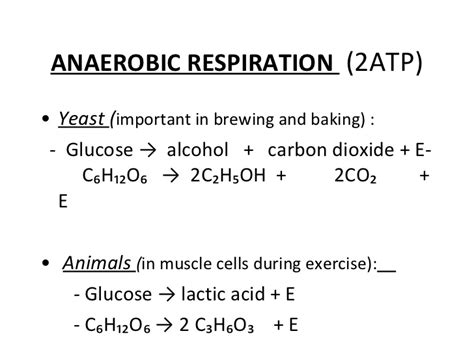 Word Equation For Anaerobic Cell Respiration In Humans - Tessshebaylo