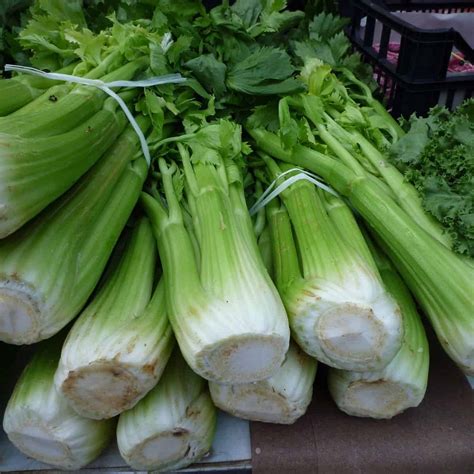 Celery Allergy - Living Beyond Allergies