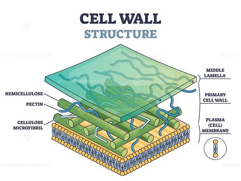 Cell wall structure with plant cellular parts description outline diagram - VectorMine