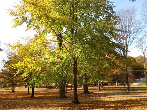 American Beech | Bates Canopy | Bates College