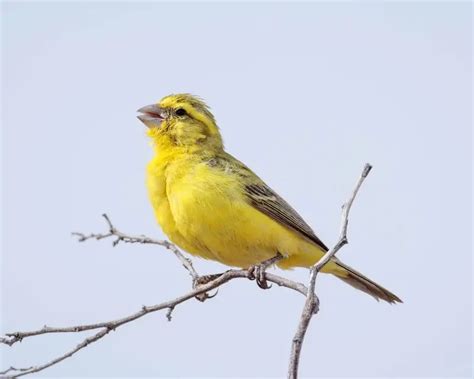 Yellow canary - Facts, Diet, Habitat & Pictures on Animalia.bio