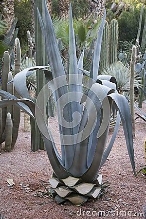 Aloe Vera Cactus Plant Stock Image - Image: 3591871