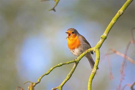 Welche Vögel singen im Frühling? - Meisengezwitscher - Naturblog