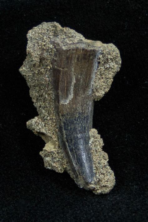 Large Cretaceous Leidyosuchus Tooth In Matrix For Sale (#1364) - FossilEra.com