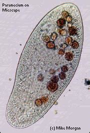 The Breeder's Net: The Culture Of Ciliates