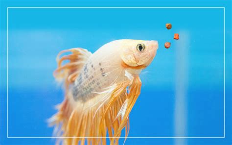 5 Best Betta Fish Food for Healthy & Colorful Bettas