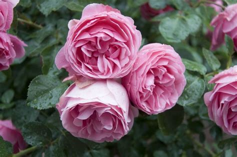 David Austin English Roses - Louie's Nursery & Garden Center