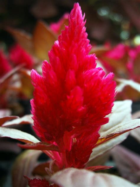 cockscomb | Garden Center Nursery San Antonio