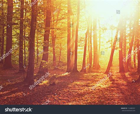 Sunrise In Autumn Forest Stock Photo 112480331 : Shutterstock