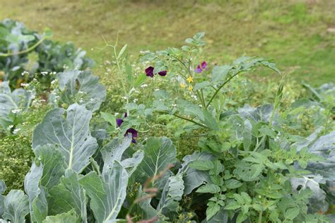 18 Cabbage Family Companion Plants & 4 To Never Grow Together