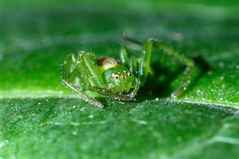 Discover the Crab Spider - Animals Around The Globe