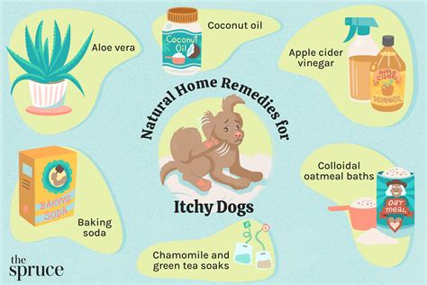 How to Treat Dry Skin on Dogs: Home Remedies Guide - Dog Show TV