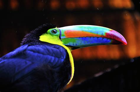 Rainbow Toucan Photograph by Harry Spitz