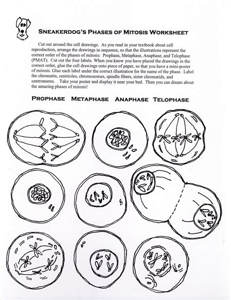 Mitosis Worksheet And Diagram Identification