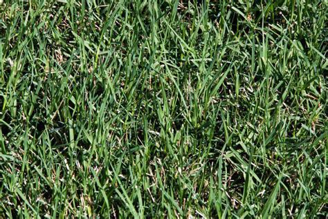 Blackjack Bermuda Grass Seed – hancockseed.com