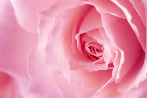 Pink Roses Backgrounds - Wallpaper Cave