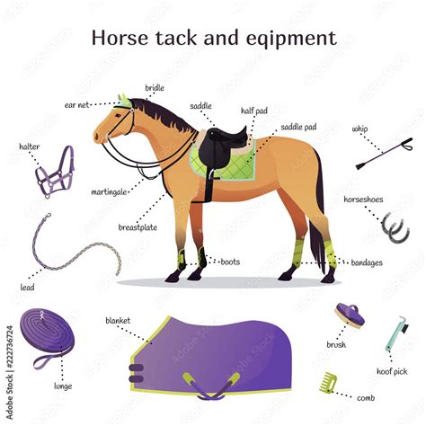 Vector collection with various elements of horse tack and equipment. Horse riding, training and ...