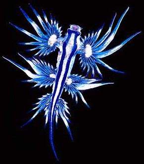 Glaucus marginatus - Alchetron, The Free Social Encyclopedia