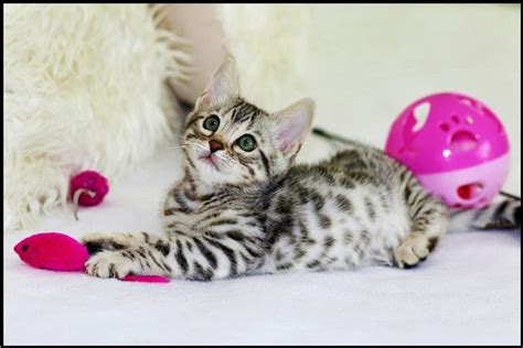 Cat Brings Toys to Bed: Why and What It Means? - Unmesh - Medium