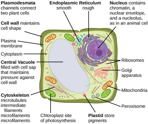 The Central Vacuole | Cell Structure