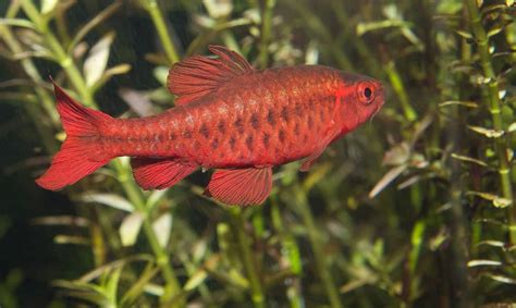 13 Stunning Freshwater Fish That Are Easy To Care For | Fishkeeping Advice