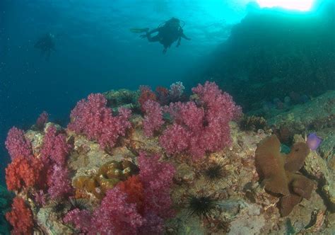 Anemone Reef Dive Site near Phuket