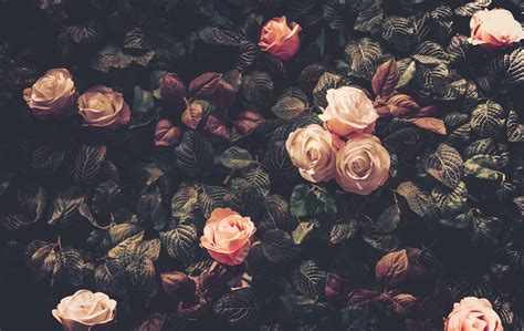 Vintage Roses Background