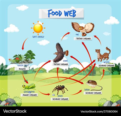 Food Chain Diagram