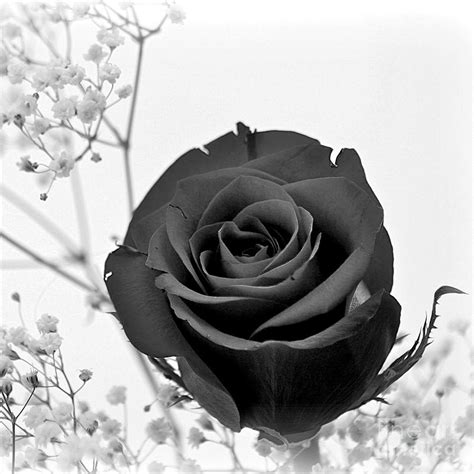 Dark Rose Sq Photograph by Rick Monyahan | Fine Art America