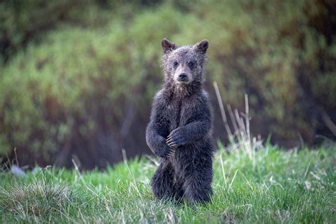 Newborn Grizzly Bear Cubs