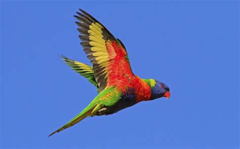 Rainbow Lorikeet Facts, Pet Care, Diet, Price, Pictures