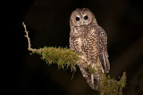 B.C. opens up old-growth spotted owl habitat to logging — again | The Narwhal